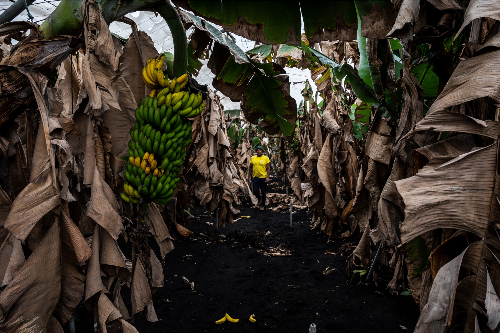 Se observa a un trabajador realizando tareas de limpieza en una plantación bananera destruida