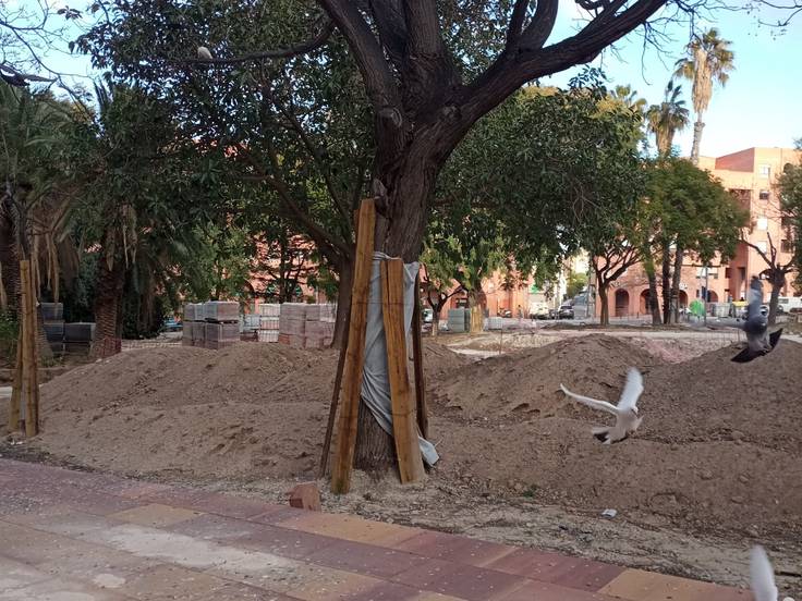 Las melias de las obras de la plaza de San Blas se salvan de la tala o el traslado