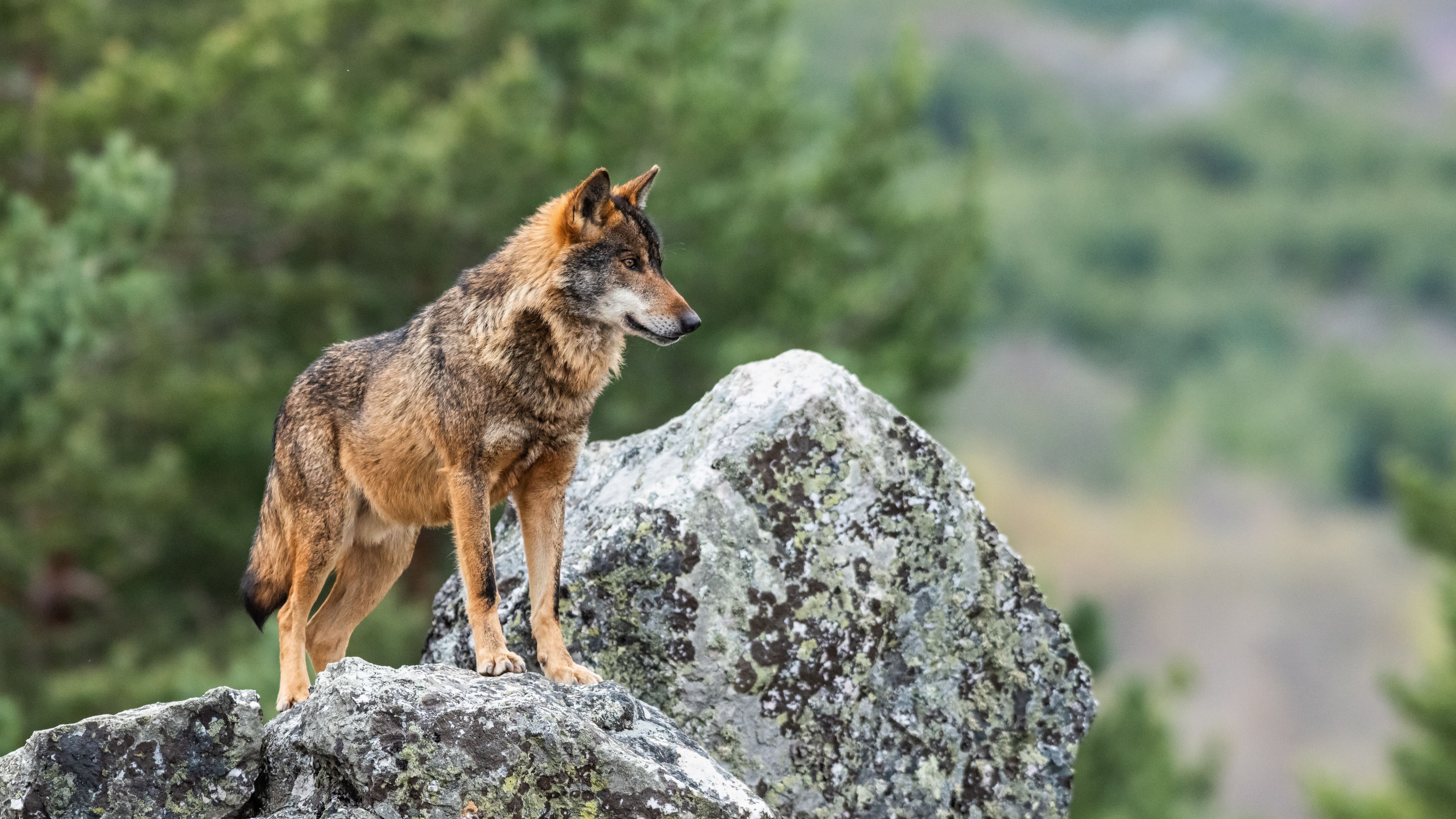 El Gobierno vasco se compromete a trabajar para reducir la protección del lobo