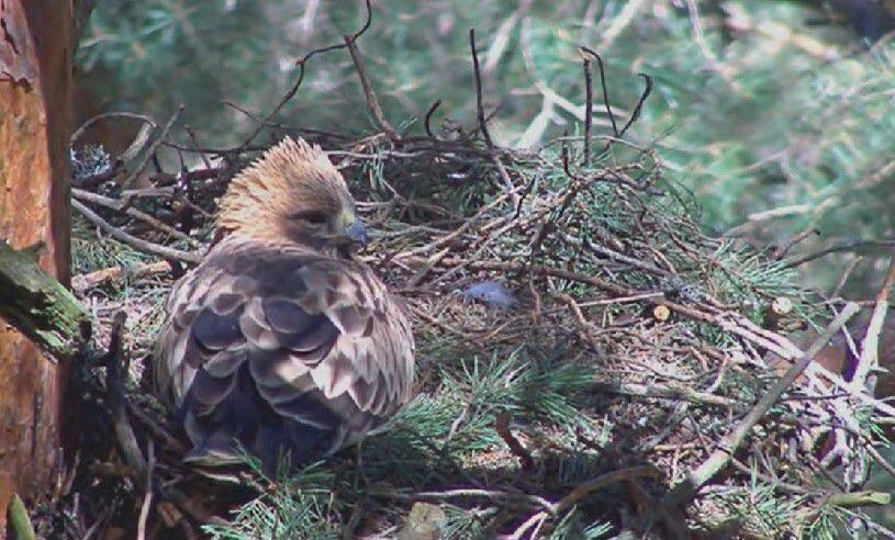 La cría de las águilas calzadas de la Sierra de Guadarrama se puede seguir  en directo | Actualidad | Cadena SER