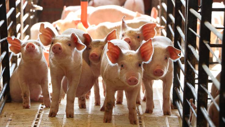 Cecoga aborda una nueva jornada técnica para el sector porcino