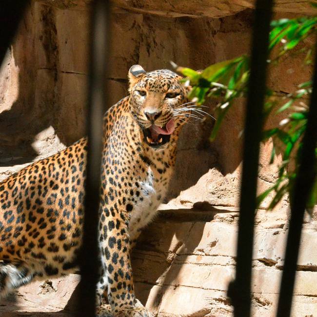 Muere Toñi, el leopardo de Sri Lanka hembra que ahora vivía en la Costa del  Sol | Actualidad | Cadena SER