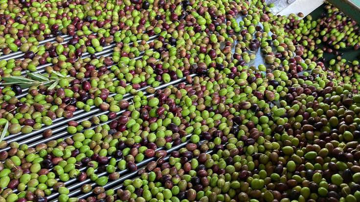 La campaña de la oliva deja un producto de calidad y una producción por debajo de lo esperado