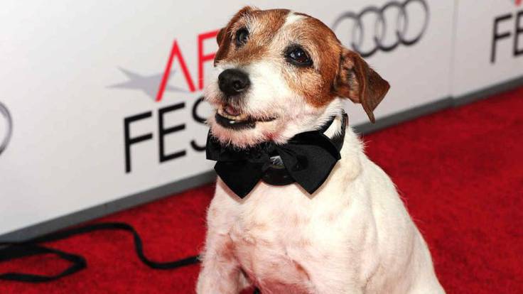 TodoPorLaRadio | Reividincan unos premios Oscar para los animales que salen en las películas