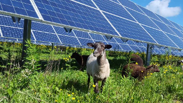 Ciencia. Agrivoltaica, cuando  agricultura y  energía solar van de la mano