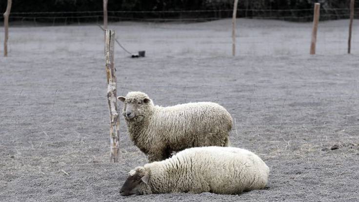 San Sebastián mete ovejas en un parque