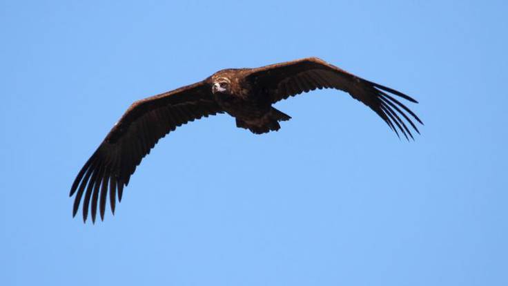Juan Carlos del Moral, biólogo y coordinador de SEO Birdlife, ha atendido a Hoy por Hoy Madrid Norte para trasladar la evolución del buitre negro a lo largo de los años en la Sierra de Guadarrama,