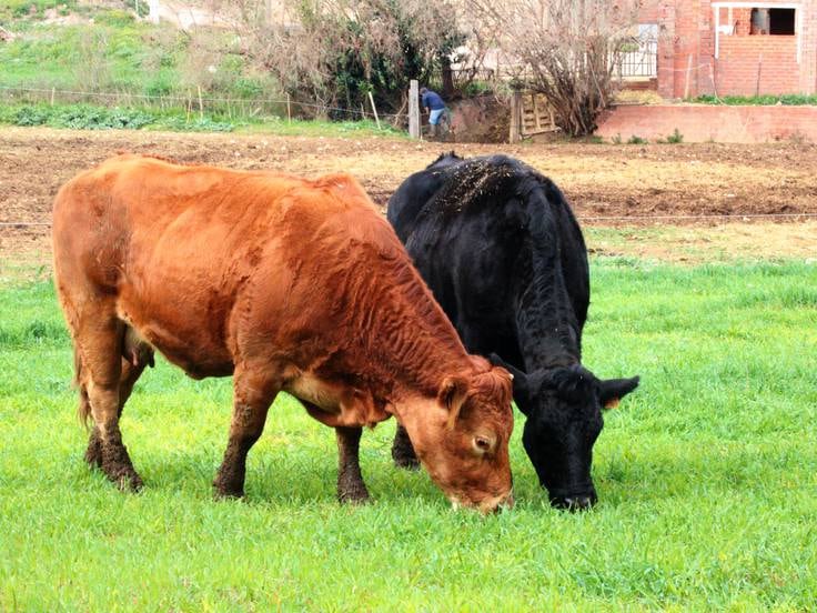Dues vaques pasturant a Ventalló