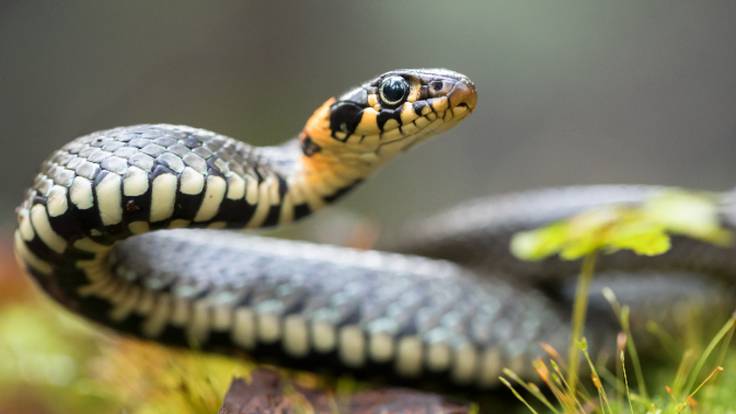 Los montes de Garro: la importancia de las serpientes