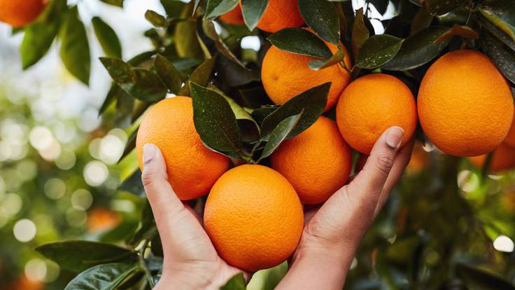 Las naranjas no se recolectan y los agricultores temen por su futuro: “Es totalmente inviable”
