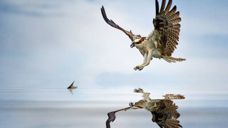 Hoy por Hoy Alicante | Terra Natura colabora en la reintroducción del águila pescadora en la Comunidad Valenciana