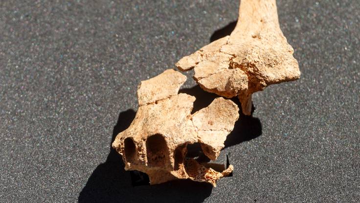 Eudald Carbonell, sobre los restos humanos más antiguos de Europa hallados en Atapuerca: “Debe de estar petado de restos&quot;