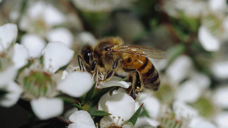 La hoja en verde: Pasión por la apicultura