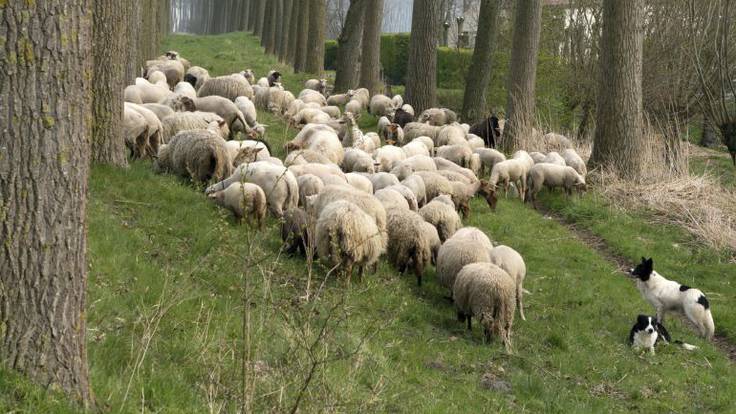 Mesa de España: Una escuela para pastores