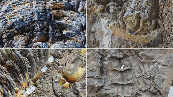 El reptil marino del Triásico más completo y antiguo del sureste de España