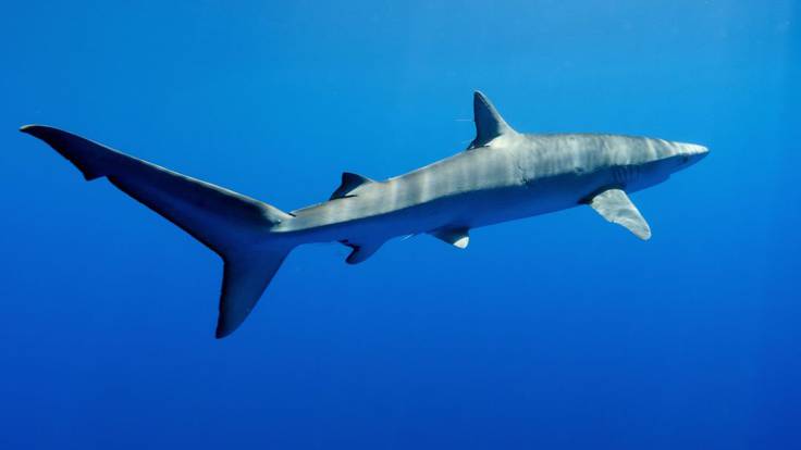 Objetivo: Cambiar la mala reputación de los tiburones y protegerlos de la extinción