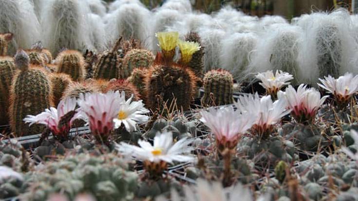 &quot;Es el jardín de cactus más grande de España&quot; T Muñoz, Casarabonela