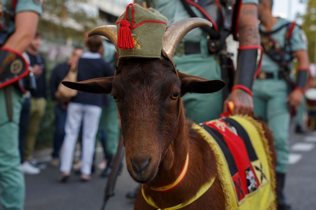 La cabra es la mascota de la Legión española y cada año protagoniza los momentos más virales del desfile del 12 de octubre