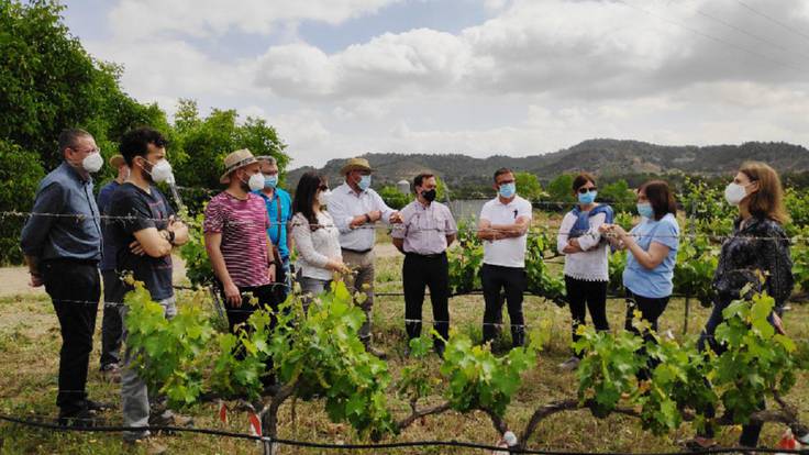 Murcia se sitúa como pionera en la búsqueda de nuevas variedades de uva para vino