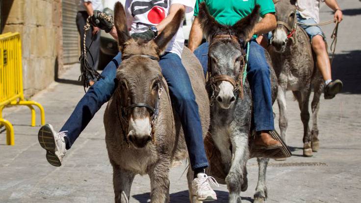 Mesa del Mundo: La Justicia marroquí condena a un burro por narcotráfico