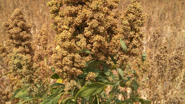 Las semillas de quinoa de Bolivia que echaron raíces en Lorca