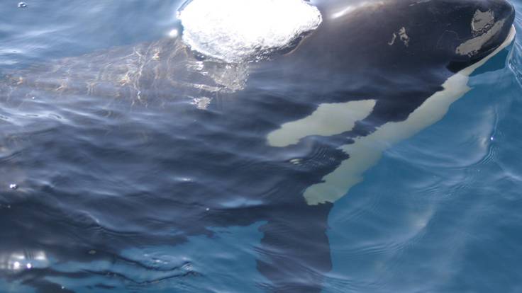 Los rorcuales vuelven a dejarse ver en el Mediterráneo mientras las orcas Gladis &#039;vigilan&#039; el estrecho