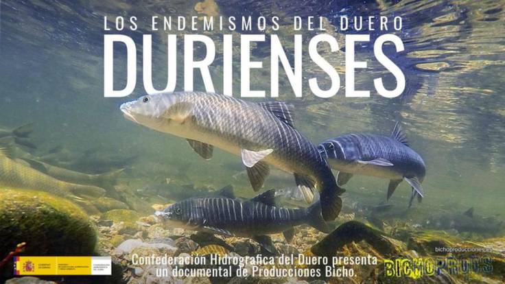 “Durienses”: El reto de grabar bajo el agua en los ríos de León (05/03/2019)
