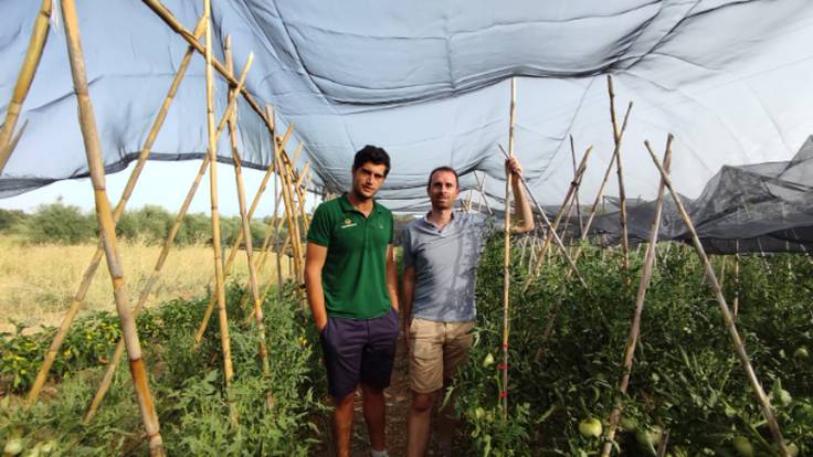 Antonio y José David han recuperado en Inspira Rural el tomate rosa de Alcolea