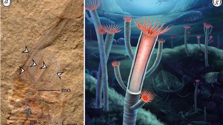Un estudio resuelve uno de los mayores enigmas sobre la evolución de la  vida en la Tierra: este fue el primer animal con esqueleto | Actualidad |  Cadena SER