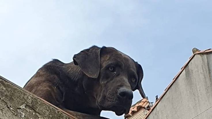 Firmas en contra del cautivero de un perro en Santoña