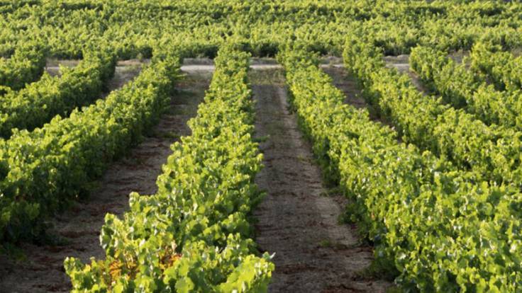 UPA y UAGR plantean una movilización masiva de los viticultores al término de la vendimia