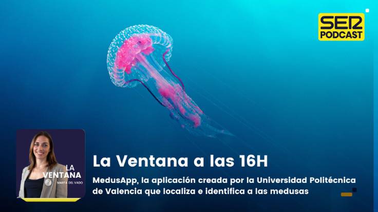 La Ventana a las 16h | MedusApp, la aplicación creada por la Universidad Politécnica de Valencia que localiza e identifica a las medusas