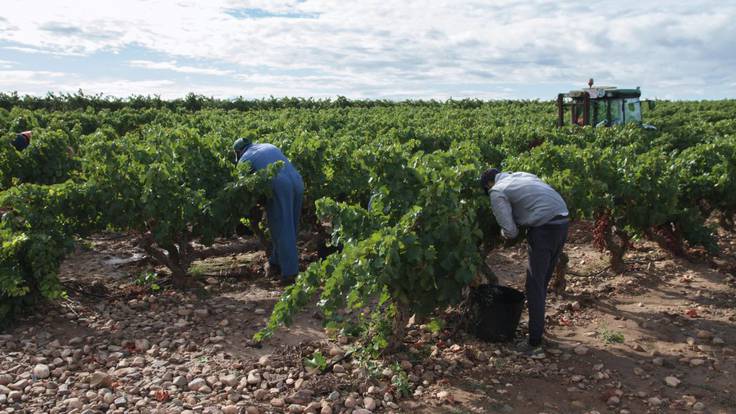 La vendima encara su fase decisiva en Rioja