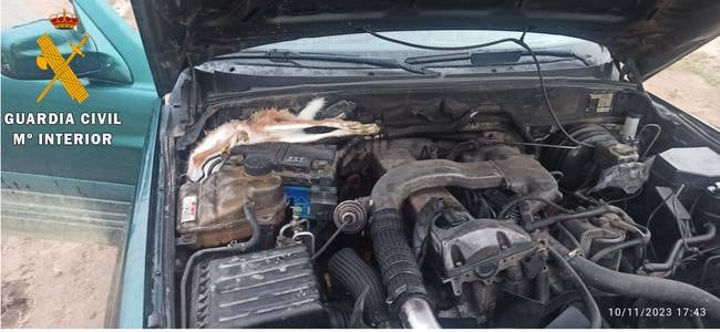 La Guardia Civil de Segovia denuncia a un hombre que escondía una libre, cazada ilegalmente, en el motor del coche
