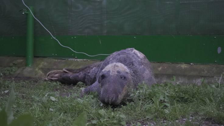 La foca gris recuperada en San Pedro del Pinatar ya tiene planes de futuro: así fue su rescate y traslado a Valencia