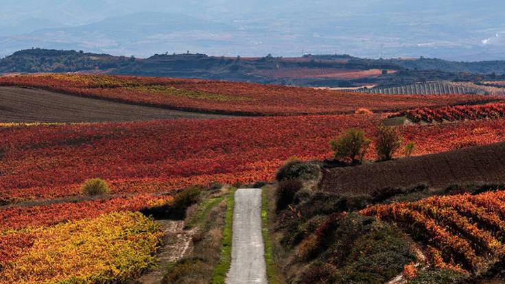 La Rioja traslada al ministro de Agricultura las principales amenazas al sector del vino