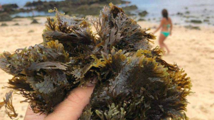 Una apuesta por de valorización del alga asiática desde la UE