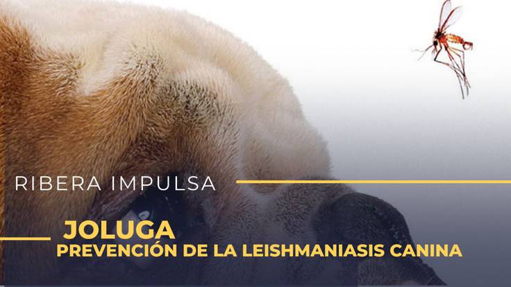 Leishmaniasis: Una peligrosa enfermedad para nuestros perros