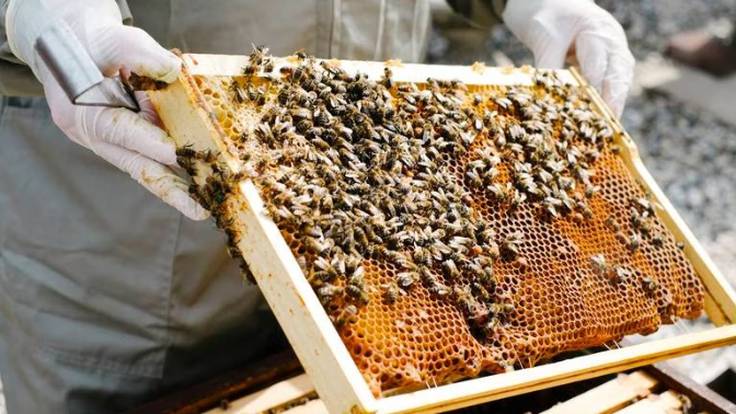 &quot;Estamos renovando la cabaña apícola a costa de no tener miel en primavera&quot;