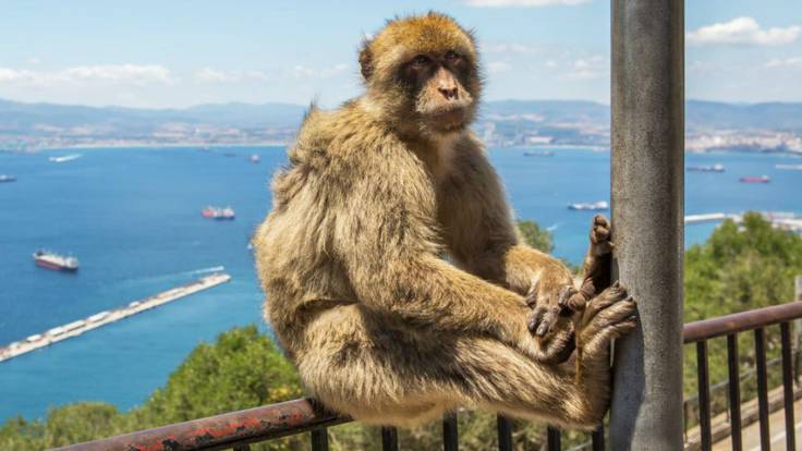 España se quedará con los monos de Gibraltar
