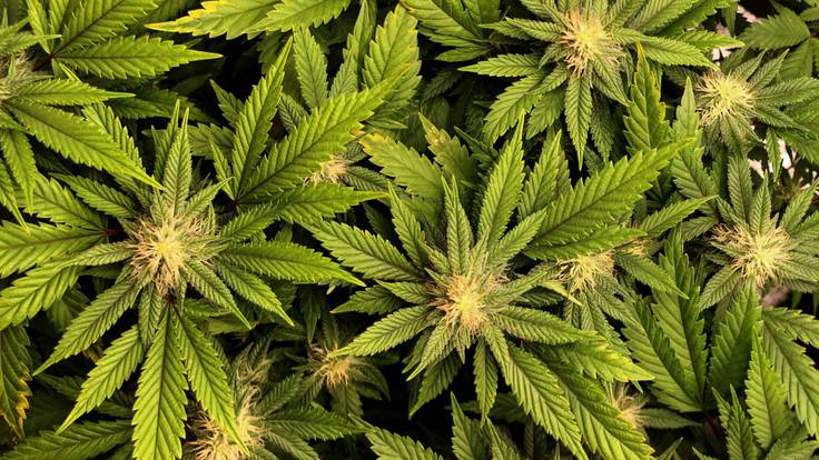 La Ventana a las 16h | Debate: ¿Debemos regular el cannabis?