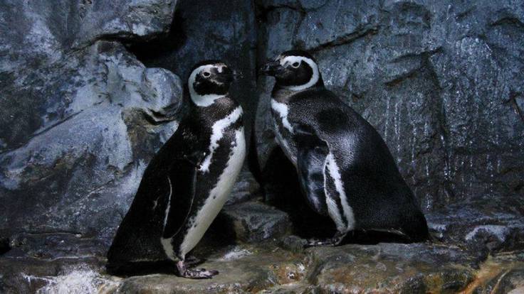 Traslado de los pingüinos del acuario de Gijón a Alemania