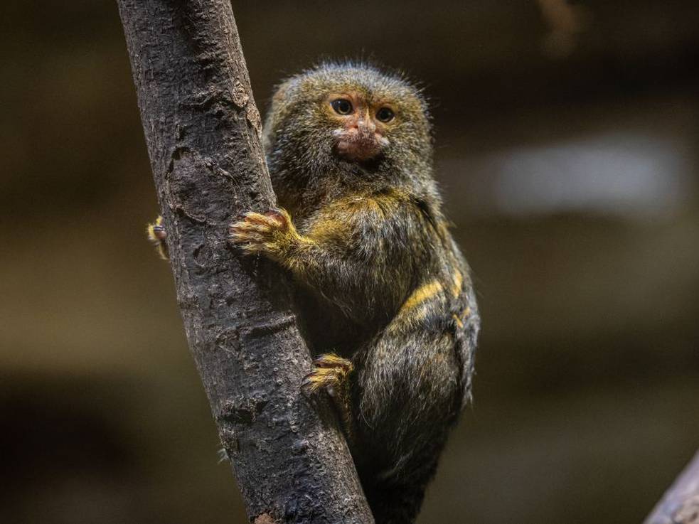 Un mono de bolsillo: así es el mono más pequeño del mundo que enamora a  las redes, Actualidad
