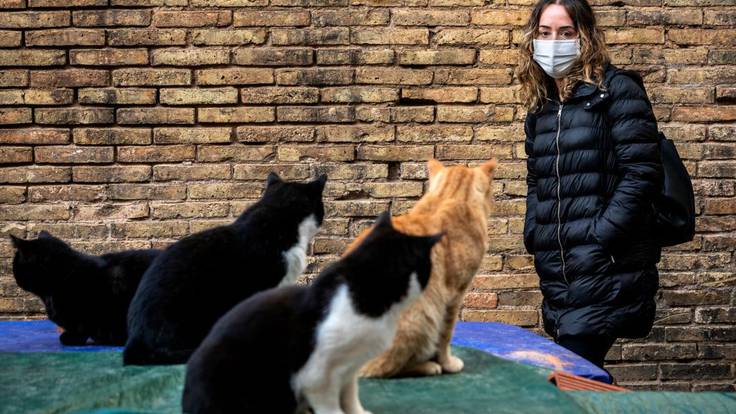 Gloria Tello (Concejala de Bienestar Animal): &quot;En las calles de València viven unos 10.000 gatos&quot;