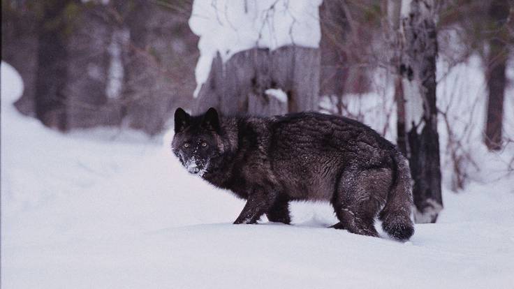 Lobo negro | Nick Jans