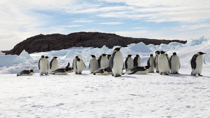 Se adoptan pingüinos en el Polo Sur