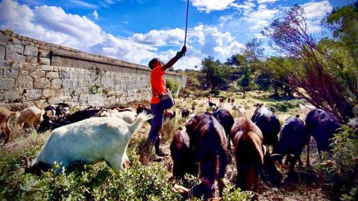 Espacio de Ecología: Los pastores de cabras del futuro se forman  en la Sierra de Madrid
