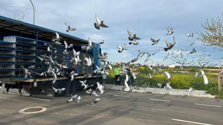 Casi 1.000 palomas vuelan de Tarancón a Cantabria
