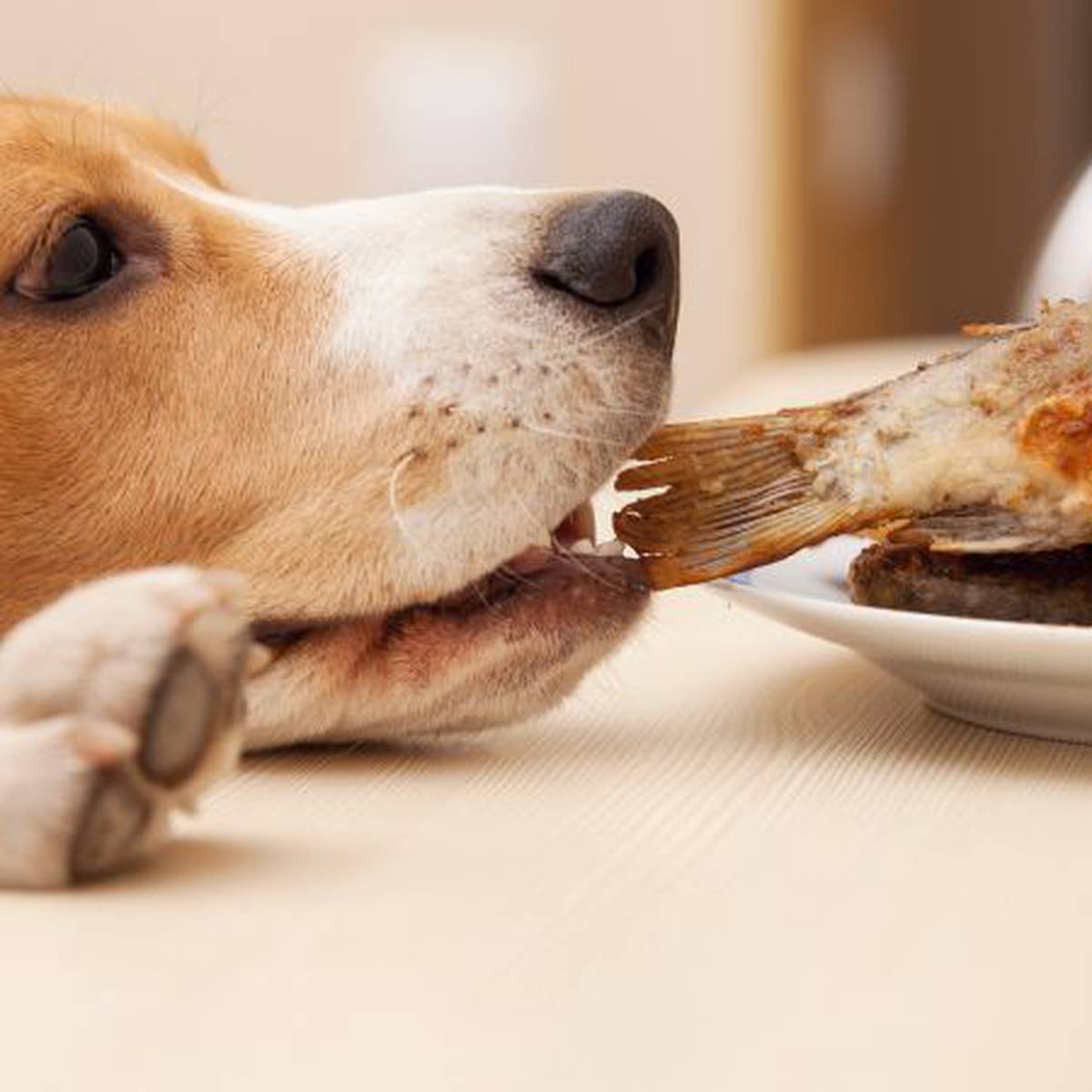 Qué debe y qué no debe comer un perro? Actualidad | Cadena