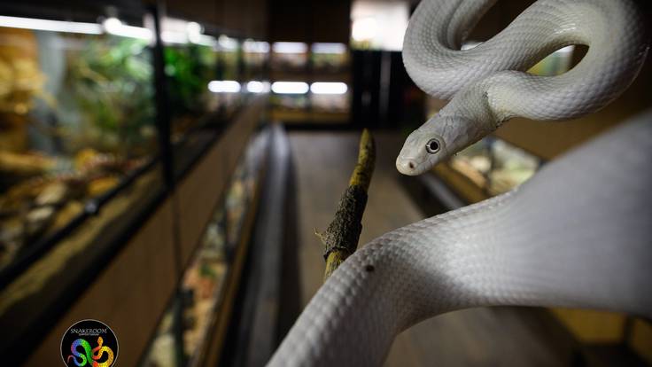&quot;Las serpientes son animales muy asustadizos&quot; Pepe Cordero, propietario de SnakeRoom Fuengirola